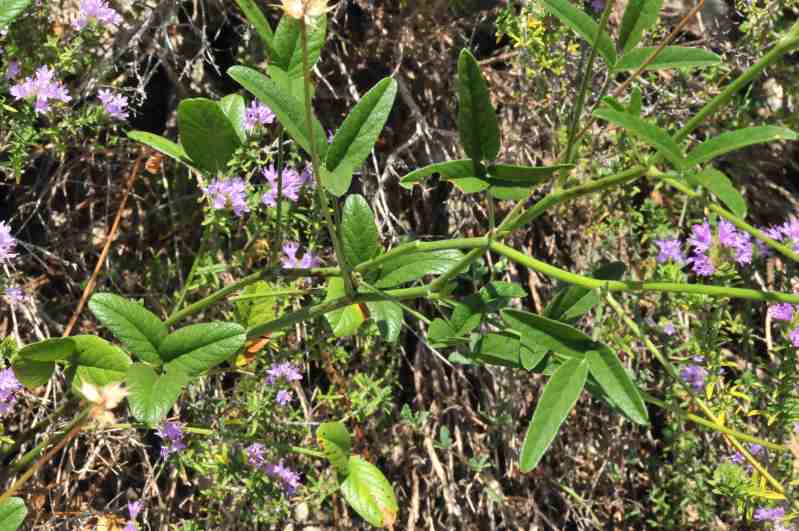 Bituminaria bituminosa